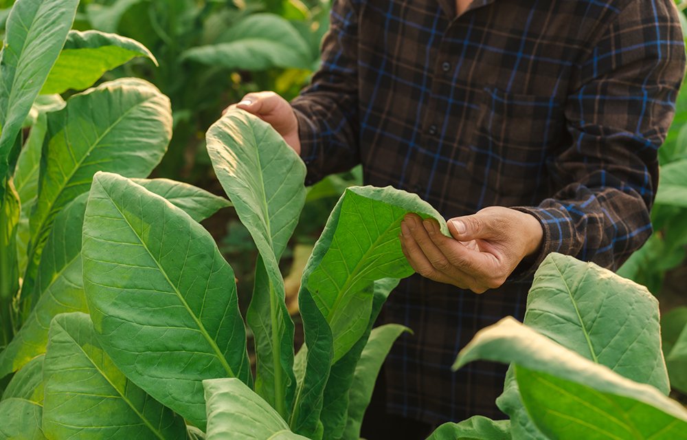 1. Tobacco Selection